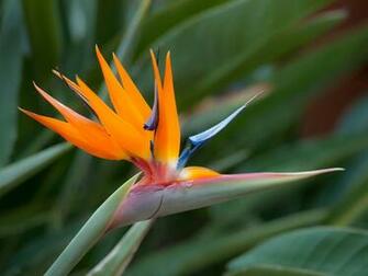 Bird Of Paradise Flower Wallpaper