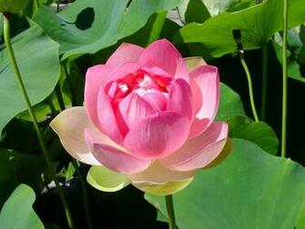 Phool Wallpaper National Flower In India
