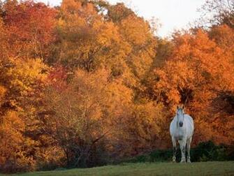 Autumn Horse Wallpaper At Wallpaperbro
