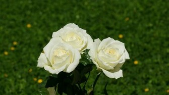 Rose Wallpaper Beautiful Roses