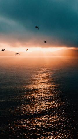 Birds Flying Over The Ocean At Sunset