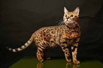 Bengal Cat Full Grown HD Wallpaper Background Image