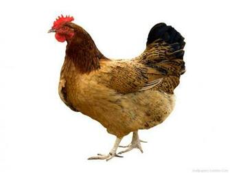 Hen Commonly Refers To A Female Animal Chicken Other Poultry Game