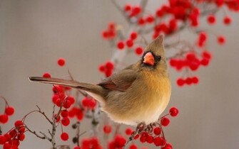 Rowan Bird Wallpaper Photo And All