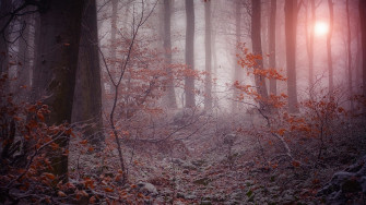 Mystical Forest Wallpaper