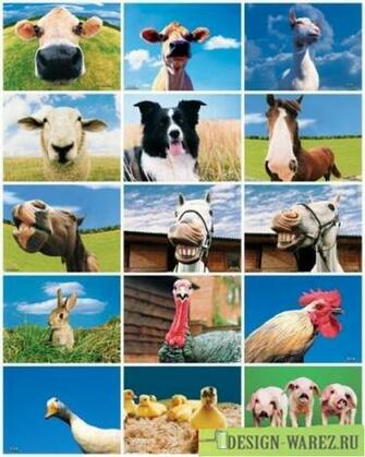 Funny Farm Animals Wallpaper Quoteko