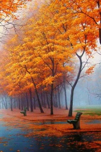 Beautiful Trees iPhone Wallpaper Ipod Touch
