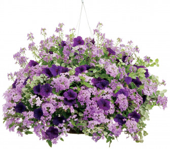 Delicious Enjoy A Piece Of Gourmet Purple Licorice Wallpaper