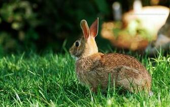 Beautiful Rabbit HD Wallpaper