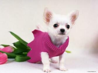 Gorgeous Chihuahua Chihuahuas Wallpaper