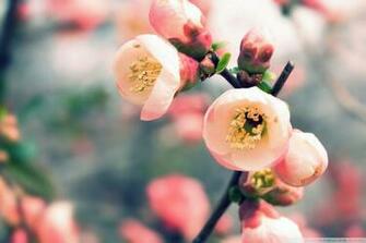 Artistic Welcome Spring Wallpaper Wallpaper55 Best