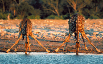 African Animals Wallpaper