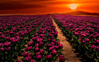 Gratis Konya Billeder Helt Wallpaper