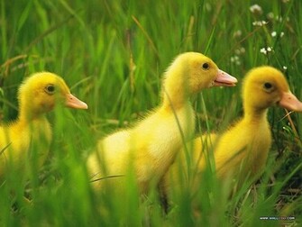 Baby Chicks And Ducks Photo Three Little Ducklings Walking On Grass