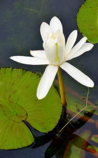 Lotus Flower HD Desktop Wallpaper Series Ii HDwallpaperbackground