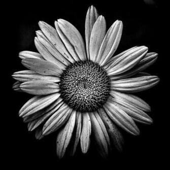 Black And White Daisy Pictures Photos Image For