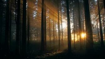 Dark Trees Hiding From The Sun Light Wallpaper Nature