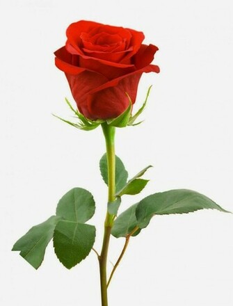 Single Red Rose With White Background And Beatifull Full HD Wallpaper