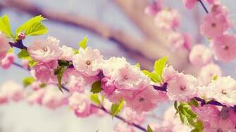Blackberry iPad Tree Flower Blossom Screensaver For Kindle3 And Dx