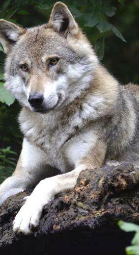 Wolf Concerns Forest Predator Canine Isegrim Pack Animal Photos