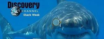 High Definition Wallpaper Photo Shark Html