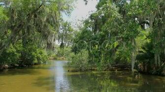 Bayou Swamp Sd HD 4k Stock Footage Pond5