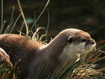 Otter River Of Photoboats