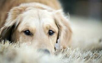 Golden Retriever HD Wallpaper