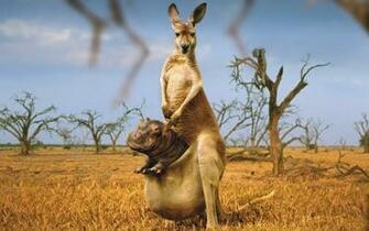 Kangaroo HD Desktop Wallpaper 7wallpaper Net
