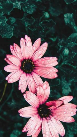 Merahmuda Pink Wallpaper Wallpaperandroid Android iPhone
