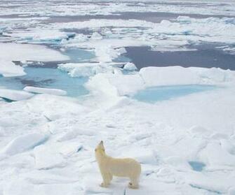 Polar Bear Android Wallpaper Cell Phone HD