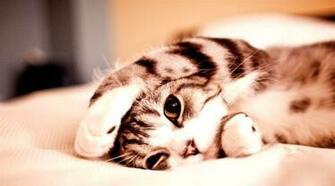 Cute Pets Wallpaper Animal Nature