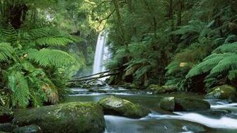 Australian Bush Wallpaper High Definition Desktop