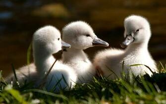 Baby Ducks HD Wallpaper Of Cute