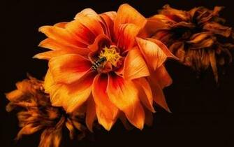 Fire Flowers Wallpaper HD Wallpapercraft