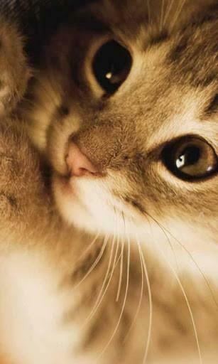 Cute Kitten Live Wallpaper App For Android