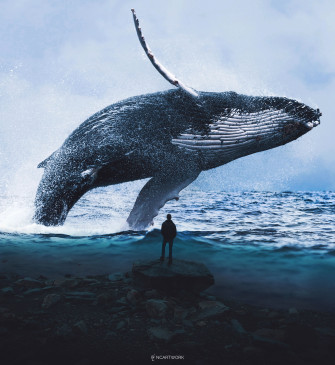 HD Whale Wallpaper