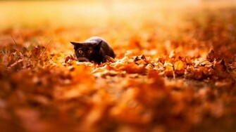 Fall Desktop Wallpaper HD Autumn Leaves