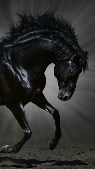 Dark Horse HD Wallpaper For Galaxy Note