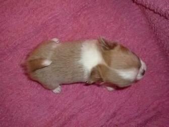 Magnifique Chihuahua Mle Lof Poils Courts HD Walls Find Wallpaper