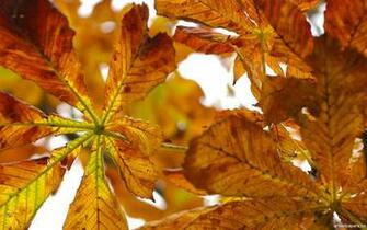 Autumn Wallpaper Widescreen Full HD 1080p