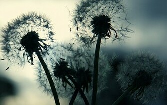 Dandelion Dand Desktop Pc And Mac Wallpaper