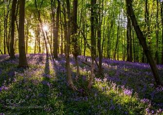 Pictures Enchanted Forest Wallpaper Desktop