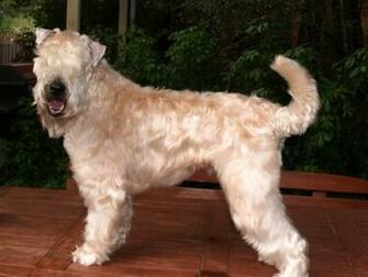 Cream Soft Coated Wheaten Terrier Photo And Wallpaper Beautiful