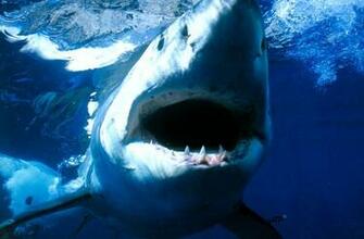 White Shark Mouth Wallpaper