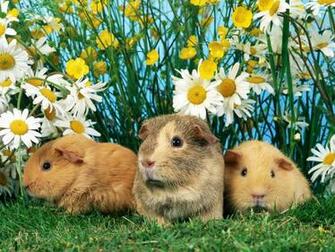 Leave A Comment Wallpaper Animals Pets Mini Set