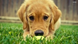 Golden Retriever Puppies Wallpaper HD Desktop Background