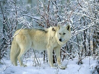 Arctic Wolf Wallpaper