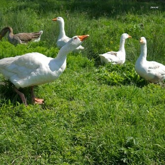 Geese Wallpaper Animal