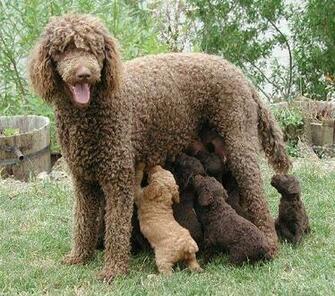 Toy Poodle Breeder For
